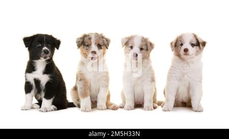 Gruppo di quattro simpatici cuccioli pastorelli australiani seduti e guardando la macchina fotografica isolata su uno sfondo bianco Foto Stock