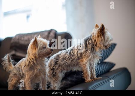 Primo piano di 2 terrieri Yorkshir seduti su un divano. Foto di alta qualità Foto Stock