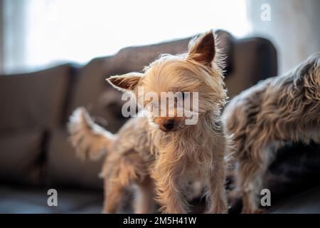 Primo piano di 2 terrieri Yorkshir seduti su un divano. Foto di alta qualità Foto Stock