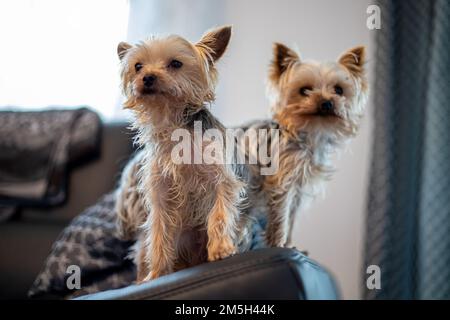 Primo piano di 2 terrieri Yorkshir seduti su un divano. Foto di alta qualità Foto Stock