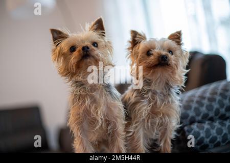 Primo piano di 2 terrieri Yorkshir seduti su un divano. Foto di alta qualità Foto Stock