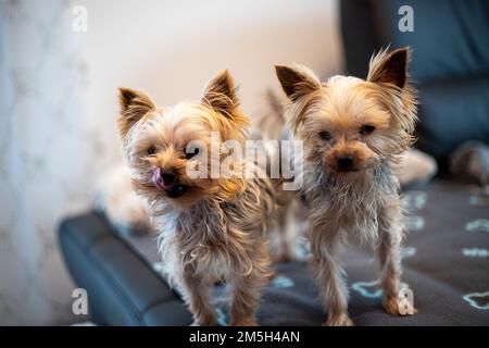 Primo piano di 2 terrieri Yorkshir seduti su un divano. Foto di alta qualità Foto Stock