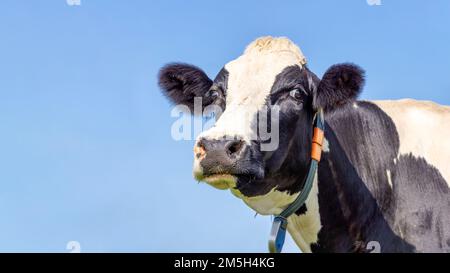 Carino mucca, bianco e nero che guarda sorpreso chiedendo, naso e mento sollevato in alto di fronte a un cielo blu e spazio copia Foto Stock