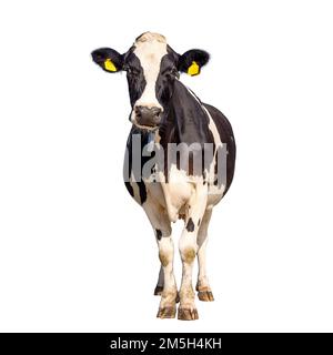 Mucca isolata su sfondo bianco, verticale in bianco e nero, a tutta lunghezza, vista frontale e spazio copia Foto Stock