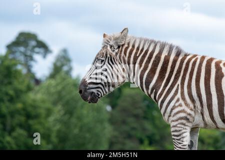 Ritratto di una zebra di Grevys (equus grevyi) in uno zoo Foto Stock