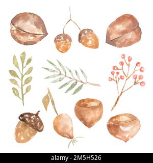 Acquerello Autunno bosco flora set, isolato su sfondo bianco. Illustrazione di foglie ramo, noci, rosa anca, bacche. set di oggetti isolati Foto Stock
