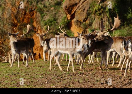 Mandria di daini europei Dama dama Cabarceno Parco Naturale Penagos Cantabria Spagna Foto Stock