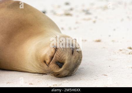 Un leone dormiente sulla spiaggia di Isla Genovesa nelle Galapagos, Ecuador. Foto Stock