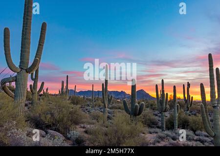 Vista ravvicinata del paesaggio del deserto di sonora al tramonto Foto Stock