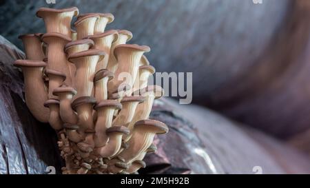 Macro di funghi crescenti. Primo piano su micelio. Consistenza di funghi commestibili. Un mazzo di funghi sta crescendo. Motivo a fungo di ostrica. Foto Stock