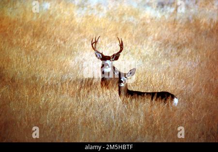 Volcanic Legacy Scenic Byway - Mule Deer in Modoc Country. Le aree adiacenti alla strada, come le foreste nazionali e i parchi nazionali, offrono ai viaggiatori la possibilità di vedere un'abbondanza di specie animali. Il Mule Deer è solo uno di loro. Location: (41,669° N 121,256° W) Foto Stock