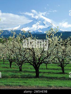 Mt. Hood Scenic Byway - Upper Hood River Valley Orchards. Mt. Hood offre uno sfondo rilassante ai frutteti fioriti dell'Upper Hood River Valley. Location: Italy (45,655° N 121,514° W) Foto Stock