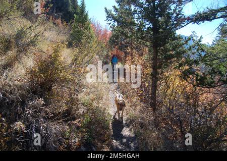 Logan Canyon Scenic Byway - Dog che conduce lungo il Crimson Trail. Un cane d'oro conduce due escursionisti sulla strada verso il basso uno switchback sul lato Spring Hollow del Crimson Trail. Posizione: Crimson Trail, Spring Hollow, Logan Canyon-Wasatch National Forest, Utah Foto Stock
