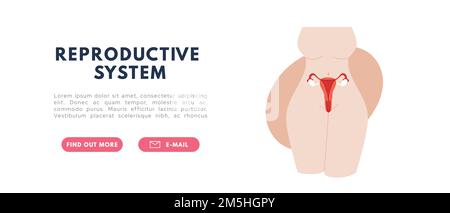 Sistema riproduttivo femminile. Localizzazione degli organi utero e ovaie. Illustrazione del vettore piatto Illustrazione Vettoriale