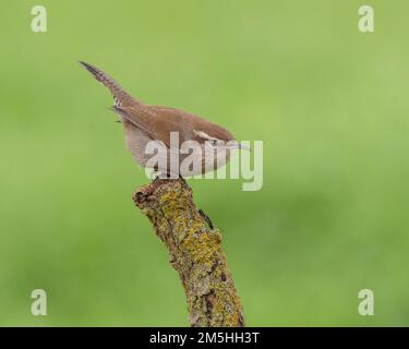 Bewick's Wren (thryomanes bewickii) Sacramento County California Foto Stock