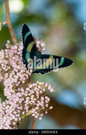 Moth, Alcides metaurus, in volo diurno, su Evodia Blossom. Foto Stock