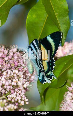 Moth, Alcides metaurus, in volo diurno, su Evodia Blossom. Foto Stock