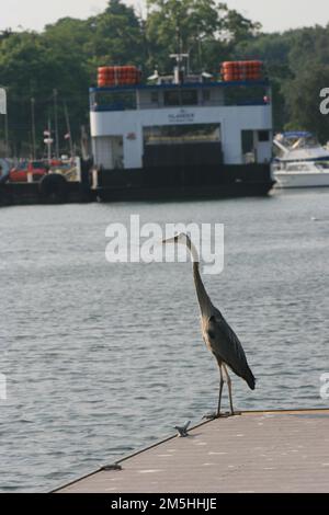 Sentiero costiero Ohio del lago Erie - Crane a Put-in-Bay a South Bass Island. Una gru sondaggi Put-in-Bay a South Bass Island, che fa parte del lago Erie. South Bass Island, Ohio (41,656° N 82,818° W) Foto Stock