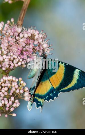 Moth, Alcides metaurus, in volo diurno, su Evodia Blossom. Foto Stock