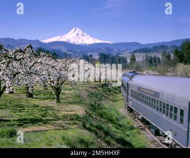 Mt. Hood Scenic Byway - Ferrovia del Monte Hood con fiori primaverili. La ferrovia di Mount Hood offre ai visitatori panorami mozzafiato dal fiume Hood attraverso prati e frutteti fino alla base del monte Cofano. Location: Italy (45,651° N 121,510° W) Foto Stock