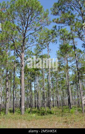 Big Bend Scenic Byway - Foresta Nazionale di Apalachicola. La Foresta Nazionale di Apalachicola ospita pini a foglia lunga, case del picchio rosso in via di estinzione. Località: Foresta Nazionale di Apalachicola, Florida (30,062° N 84,535° W) Foto Stock
