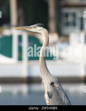 Sentiero costiero Ohio del lago Erie - Crane si affaccia sul lago Erie. Una gru stoica si affaccia tranquillamente sul lago Erie. Lago Erie, Ohio (41,628° N 83,192° W) Foto Stock