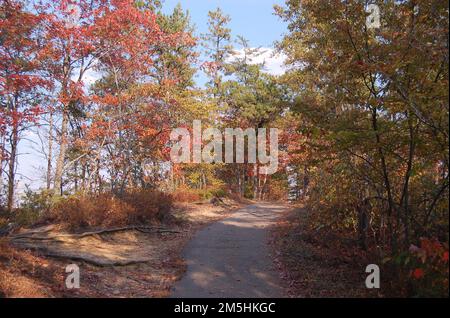 Red River Gorge Scenic Byway - Autunno sullo Sky Bridge Trail. Gli alberi di legno duro della Red River Gorge Geological Area sono rosso fuoco in autunno sul sentiero per Sky Bridge. Posizione: Red River Gorge Geological Area, Kentucky Foto Stock