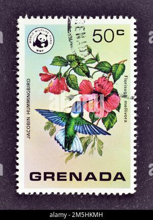 Francobollo annullato stampato da Grenada, che mostra Jacobin Hummingbird (Florisuga mellivora), Hibiscus, circa 1978. Foto Stock