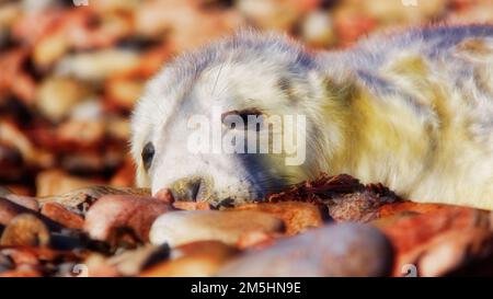 Cucciolo di foca grigio che dorme al sole Foto Stock