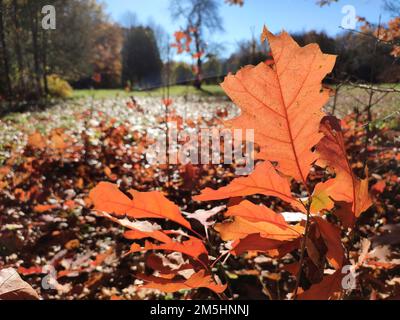 Rosso arancio marrone foglie di quercia luminoso illuminato dal sole nella foresta in autunno giorno primo piano soleggiato. Foresta bosco natura autunno sfondo stagionale. Splendido sfondo naturale. Ambiente naturale Foto Stock