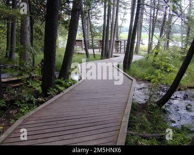 River Road Scenic Byway - il lungomare di Iargo Springs. Diverse centinaia di metri di passerella sopraelevata si snodano attraverso il sito interpretativo di Iargo Springs e conducono a piccole piattaforme che si affacciano sul fiume. Grandi pini, acero, hemlock e cedro danno l'impressione di camminare attraverso un'antica foresta. Ubicazione: Largo Springs, Michigan Foto Stock