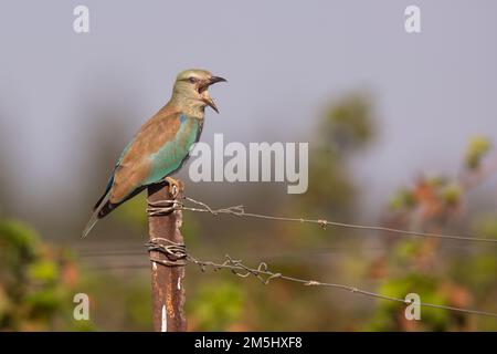 Rullo europeo (Coracias garrulus) su un ramo. Questo uccello migrante è l'unico membro della famiglia degli uccelli a roller ad allevare in Europa. Foto Stock