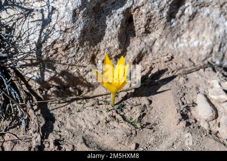 Sternbergia clusiana caduta Daffodil o grande Sternbergia. Pianta bulbosa della famiglia Amaryllidaceae, sottofamiglia Amaryllidoideae, ha gre Foto Stock