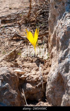 Sternbergia clusiana caduta Daffodil o grande Sternbergia. Pianta bulbosa della famiglia Amaryllidaceae, sottofamiglia Amaryllidoideae, ha gre Foto Stock