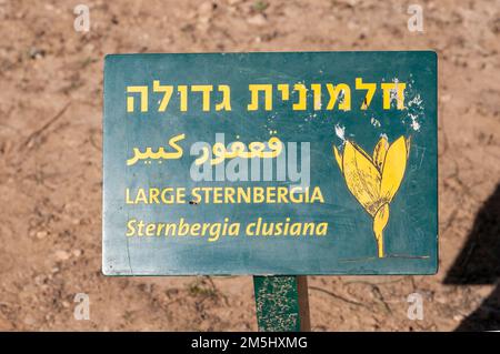 Sternbergia clusiana caduta Daffodil o grande Sternbergia. Pianta bulbosa della famiglia Amaryllidaceae, sottofamiglia Amaryllidoideae, ha gre Foto Stock