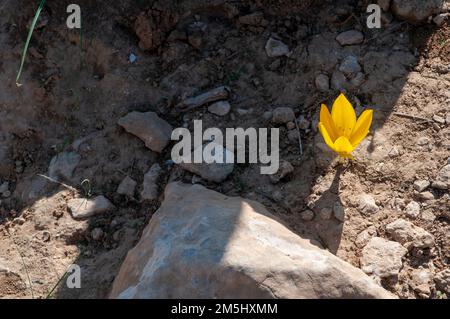 Sternbergia clusiana caduta Daffodil o grande Sternbergia. Pianta bulbosa della famiglia Amaryllidaceae, sottofamiglia Amaryllidoideae, ha gre Foto Stock