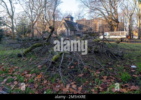 29th dicembre 2022: St Pancras Gardens, Londra, i venti forti causano il crollo del Hardy Tree, un 150 anni, un punto di riferimento storico e naturale Foto Stock