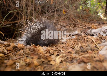 La Porcupine crestata indiana (Hystrix indica), o Porcupine indiana è un roditore abbastanza adattabile, trovato in tutta l'Asia meridionale e il Medio Oriente. È così Foto Stock