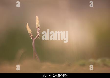 Sprouting Sea squill, (Dromia maritima) Israele, autunno settembre Foto Stock