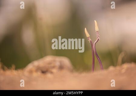 Sprouting Sea squill, (Dromia maritima) Israele, autunno settembre Foto Stock