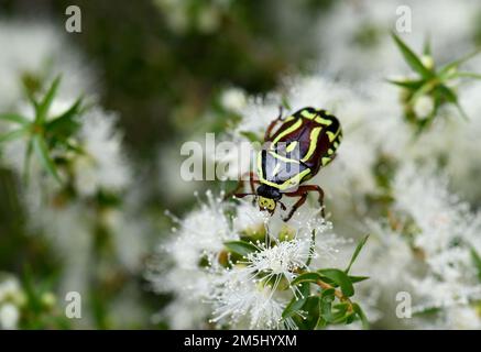 Primo piano di Fiddler Beetle, Eupoecila australasiae, famiglia Scarabaeidae, che si nutre del nettare dei fiori dell'albero del tè di Melaleuca, Cowra NSW Foto Stock