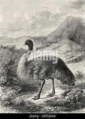 EMU (Dromaius novaehollandiae) Stati australiani di Victoria, Australia. Souvenir di una squadra francese in Australia di H. de Castella 1854-1856 Foto Stock