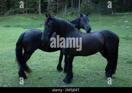 I due cavalli frisoni neri su un prato verde Foto Stock