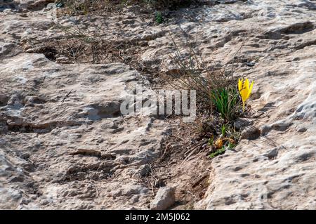 Sternbergia clusiana caduta Daffodil o grande Sternbergia. Pianta bulbosa della famiglia Amaryllidaceae, sottofamiglia Amaryllidoideae, ha gre Foto Stock