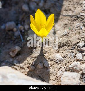 Sternbergia clusiana caduta Daffodil o grande Sternbergia. Pianta bulbosa della famiglia Amaryllidaceae, sottofamiglia Amaryllidoideae, ha gre Foto Stock