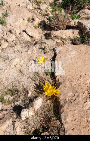 Sternbergia clusiana caduta Daffodil o grande Sternbergia. Pianta bulbosa della famiglia Amaryllidaceae, sottofamiglia Amaryllidoideae, ha gre Foto Stock