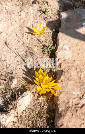 Sternbergia clusiana caduta Daffodil o grande Sternbergia. Pianta bulbosa della famiglia Amaryllidaceae, sottofamiglia Amaryllidoideae, ha gre Foto Stock
