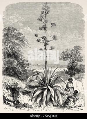 Maguey agave (Agave americana) Messico. Salita al Monte Popocatepetl di Jules Laveiriere 1857 Foto Stock