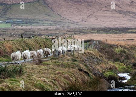 29th dicembre 2022. Pecore sciolte e perse sulla strada di campagna nella contea di Kerry Irlanda Credit: Stephen Power/Alamy Live News Foto Stock