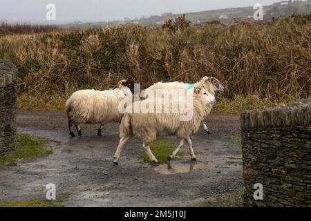 29th dicembre 2022. Pecore sciolte e perse sulla strada di campagna nella contea di Kerry Irlanda Credit: Stephen Power/Alamy Live News Foto Stock